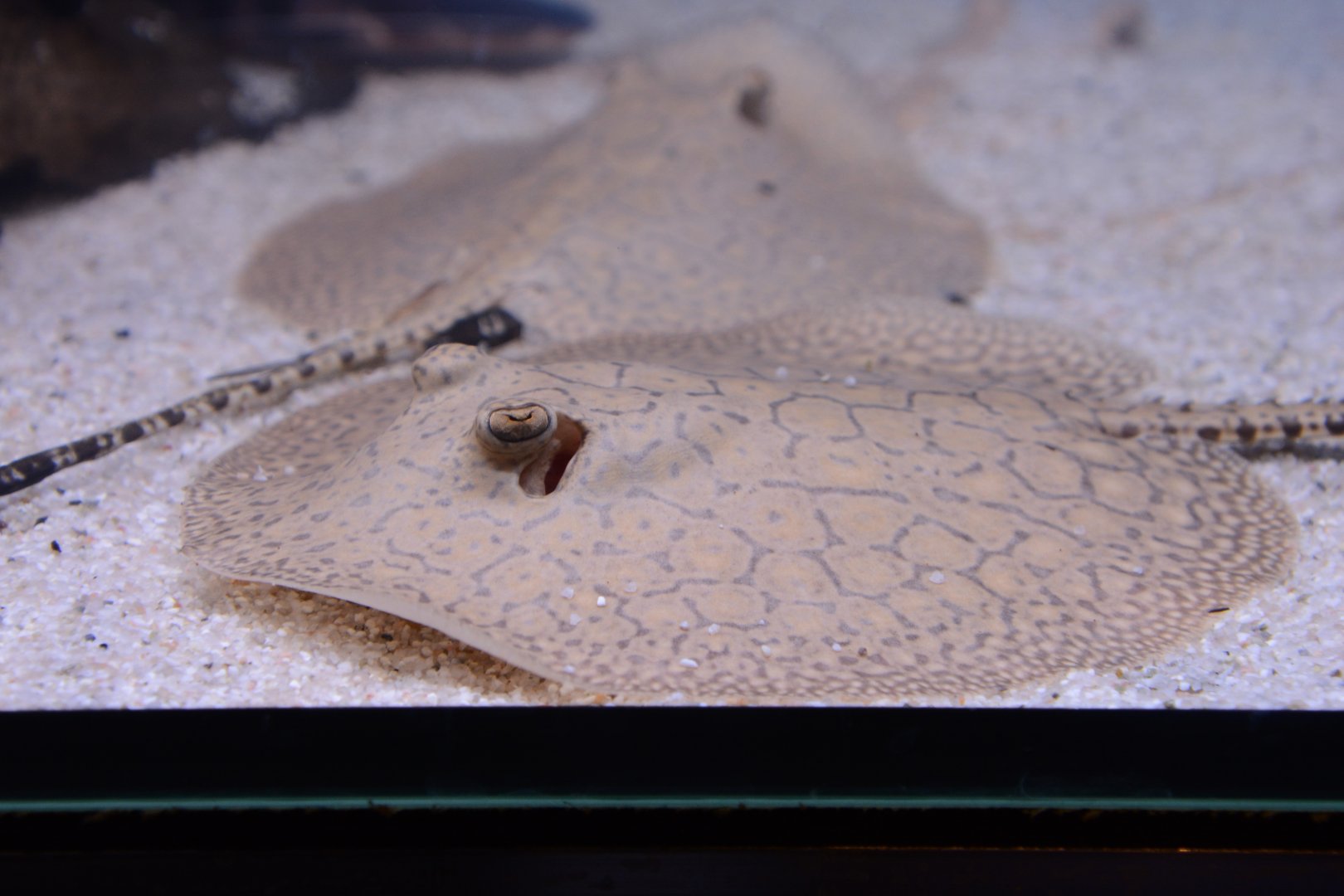 Raspy river stingray (Potamotrygon scobina)