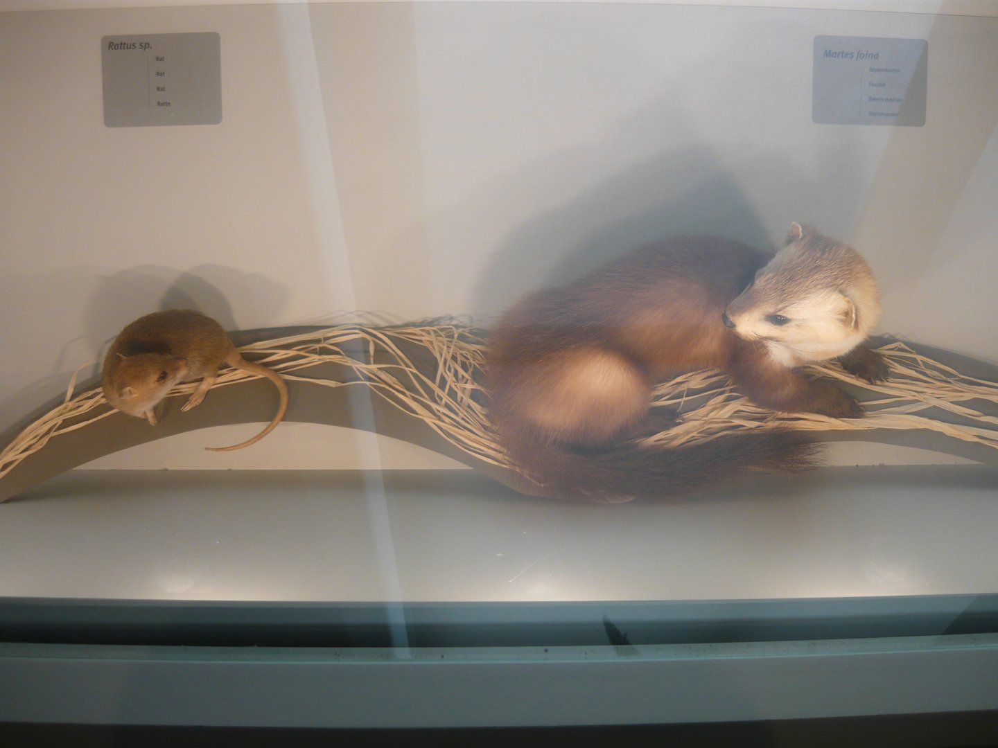 Rat and Beech marten