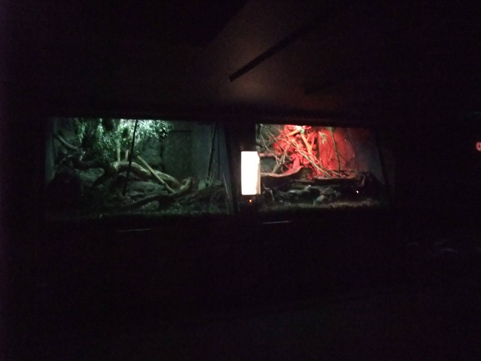 Rat Exhibits at London, 16/11/11