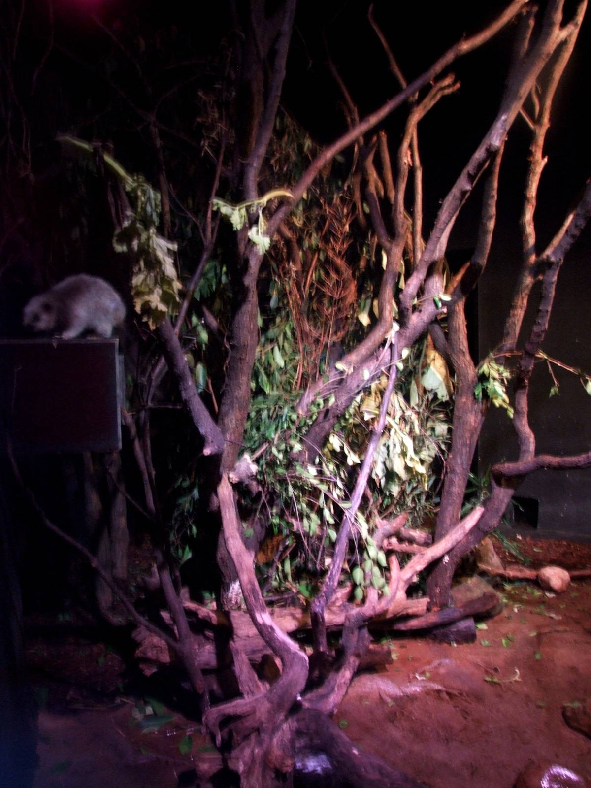 Rat House - Cloud Rat Enclosure at Vienna, 14/06/13