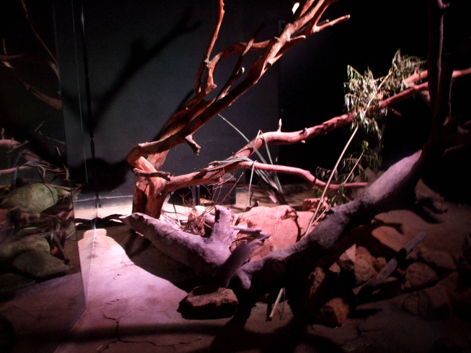 Rat House - Pouched Rat Enclosure at Vienna, 14/06/13