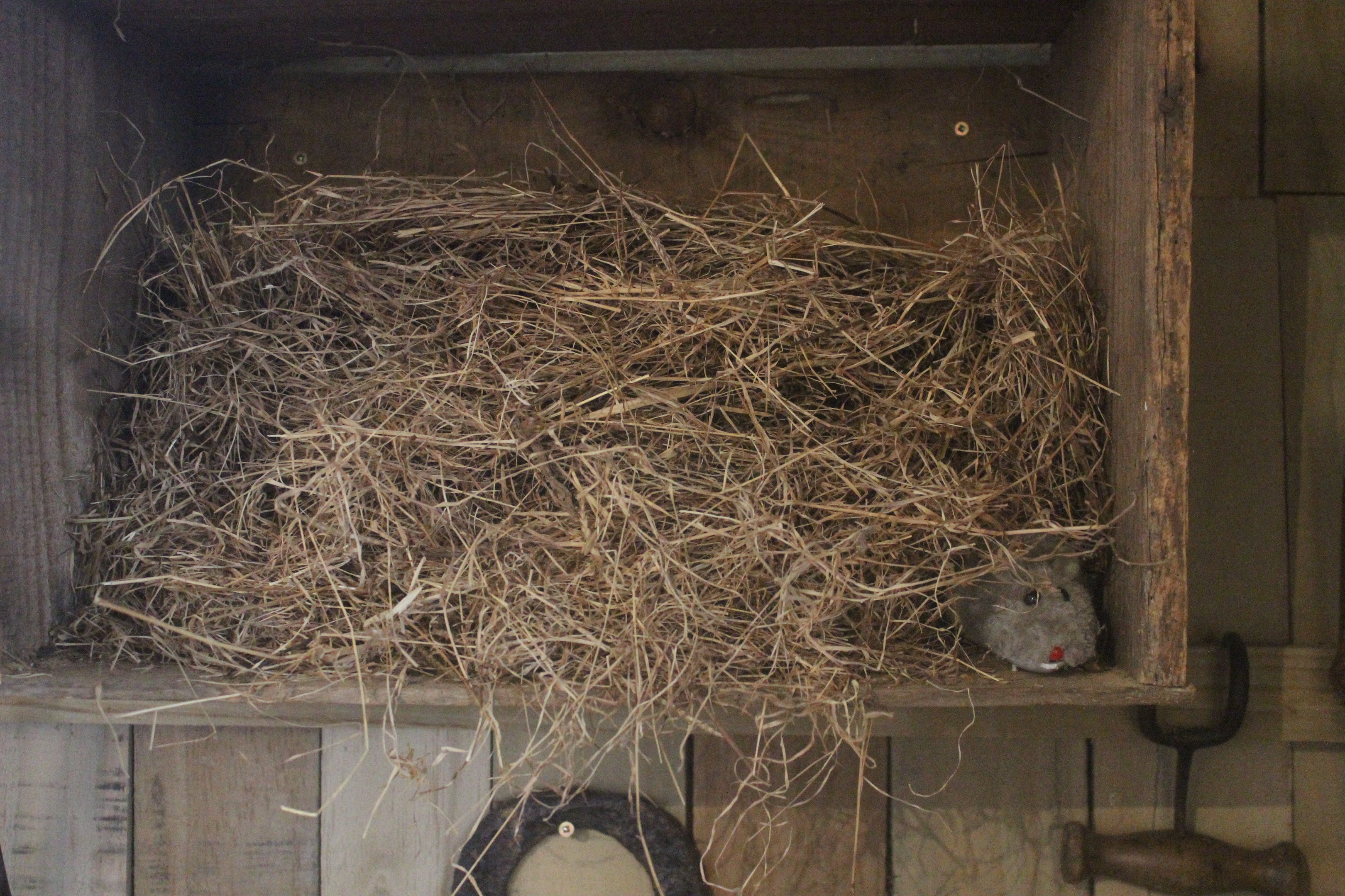 Rat nest display, Kāpiti Coast Museum