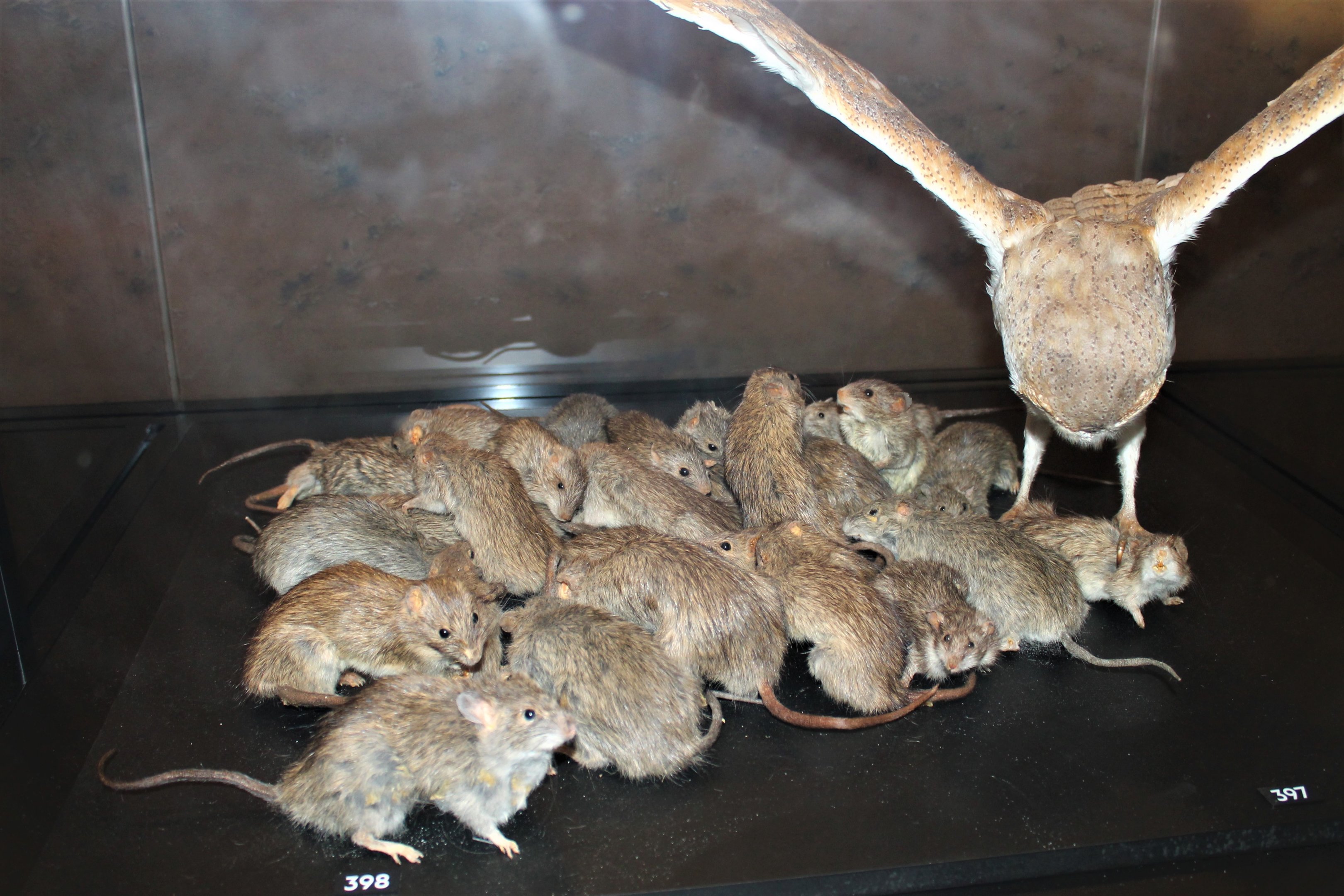 rat plague display