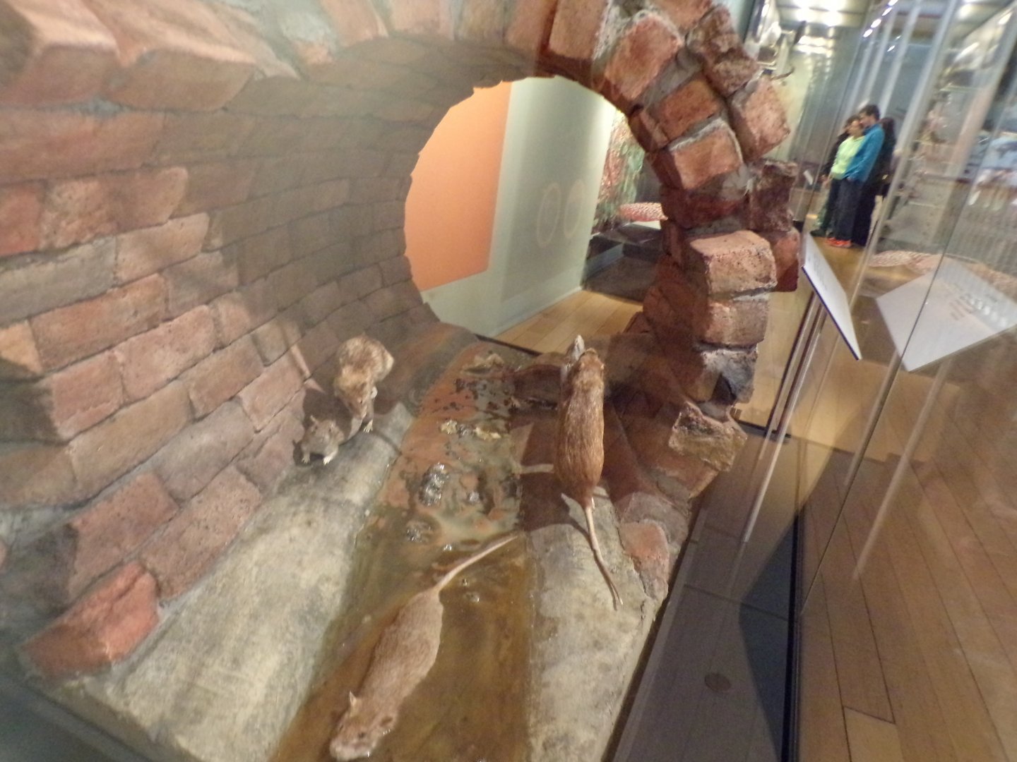 Rat sewer display 26.8.23