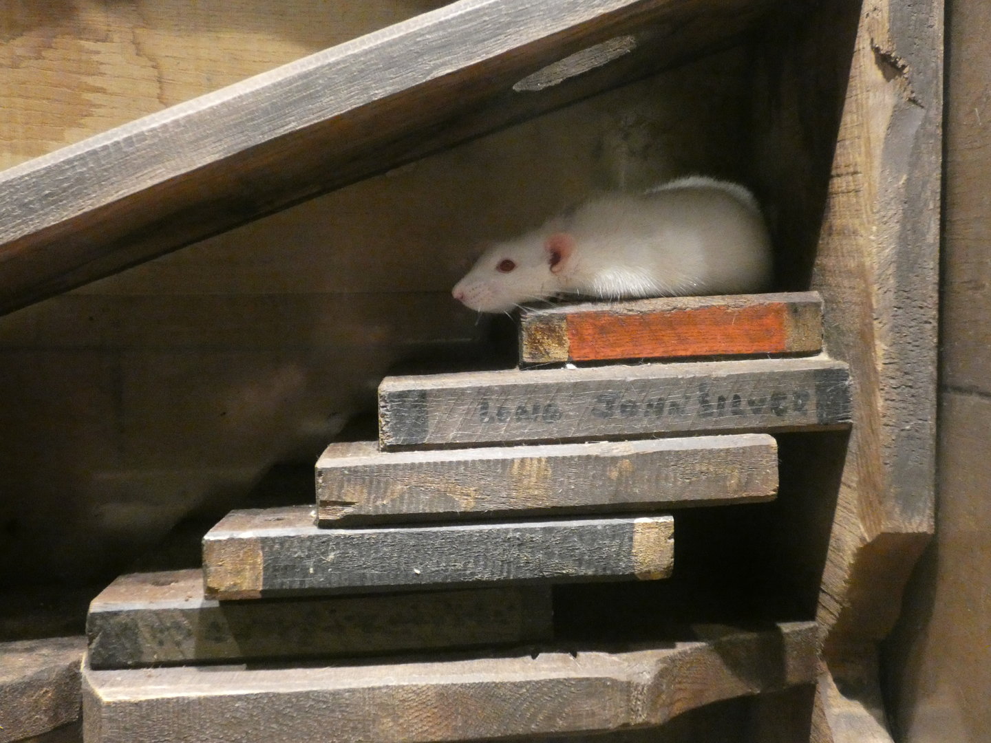 Rat - Skegness Aquarium