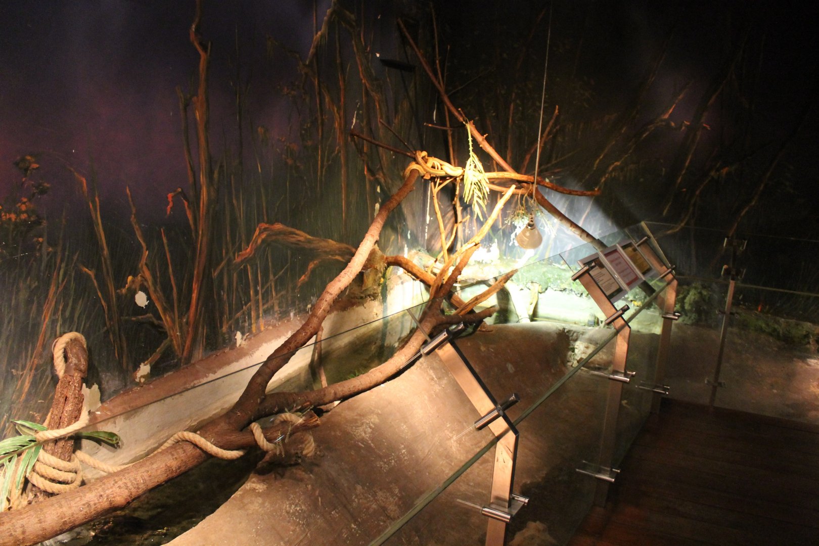 Rat snake - Boa enclosure