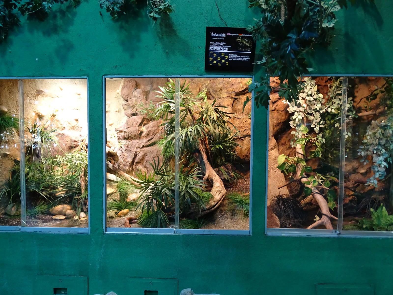 Rat snake enclosures