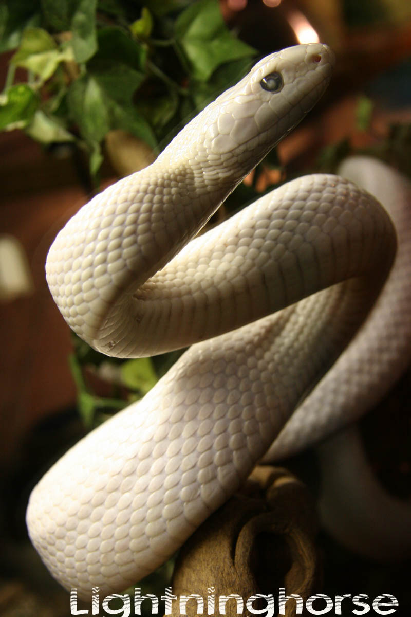 Rat Snake (Leucystic)