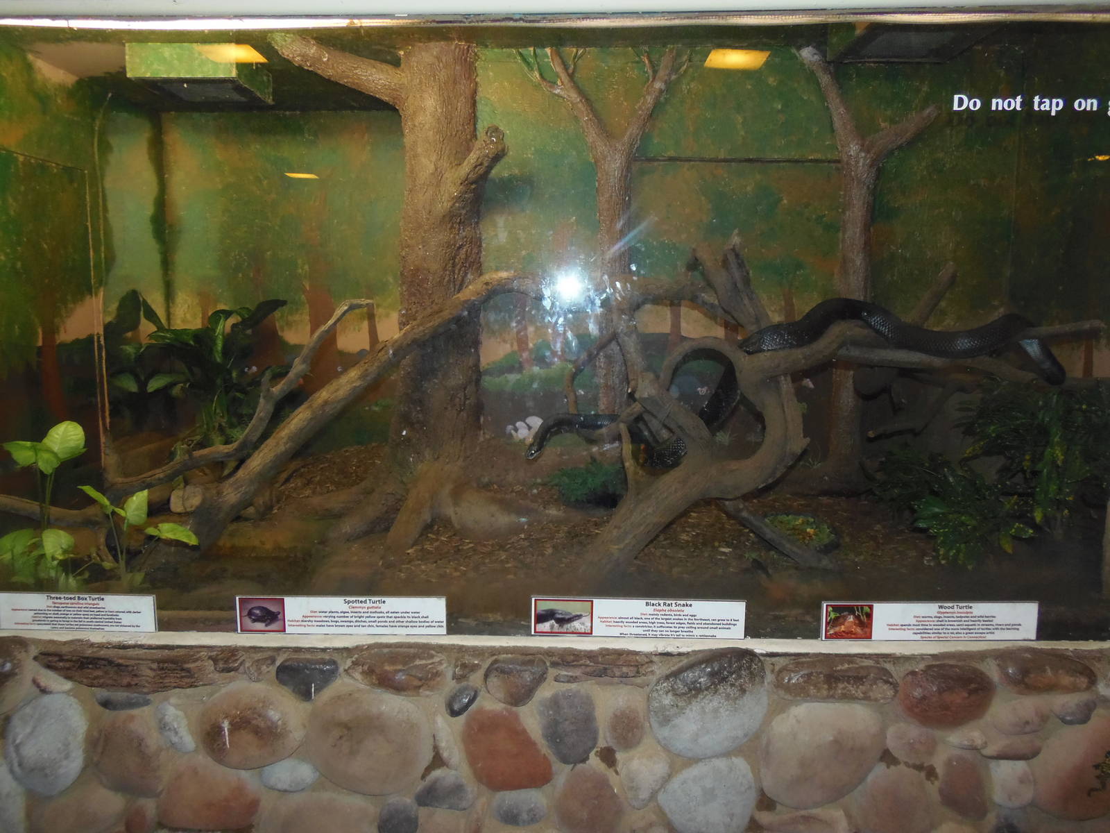 Rat Snake/Turtle Exhibit