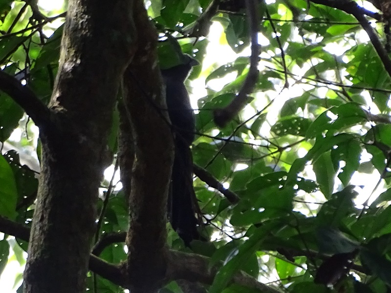 Ratchet-tailed treepie (Temnurus temnurus)