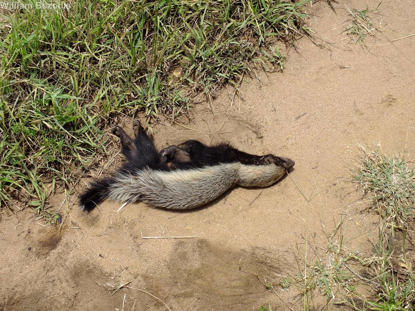 Ratel (aka honey badger) with Porcupine Quill
