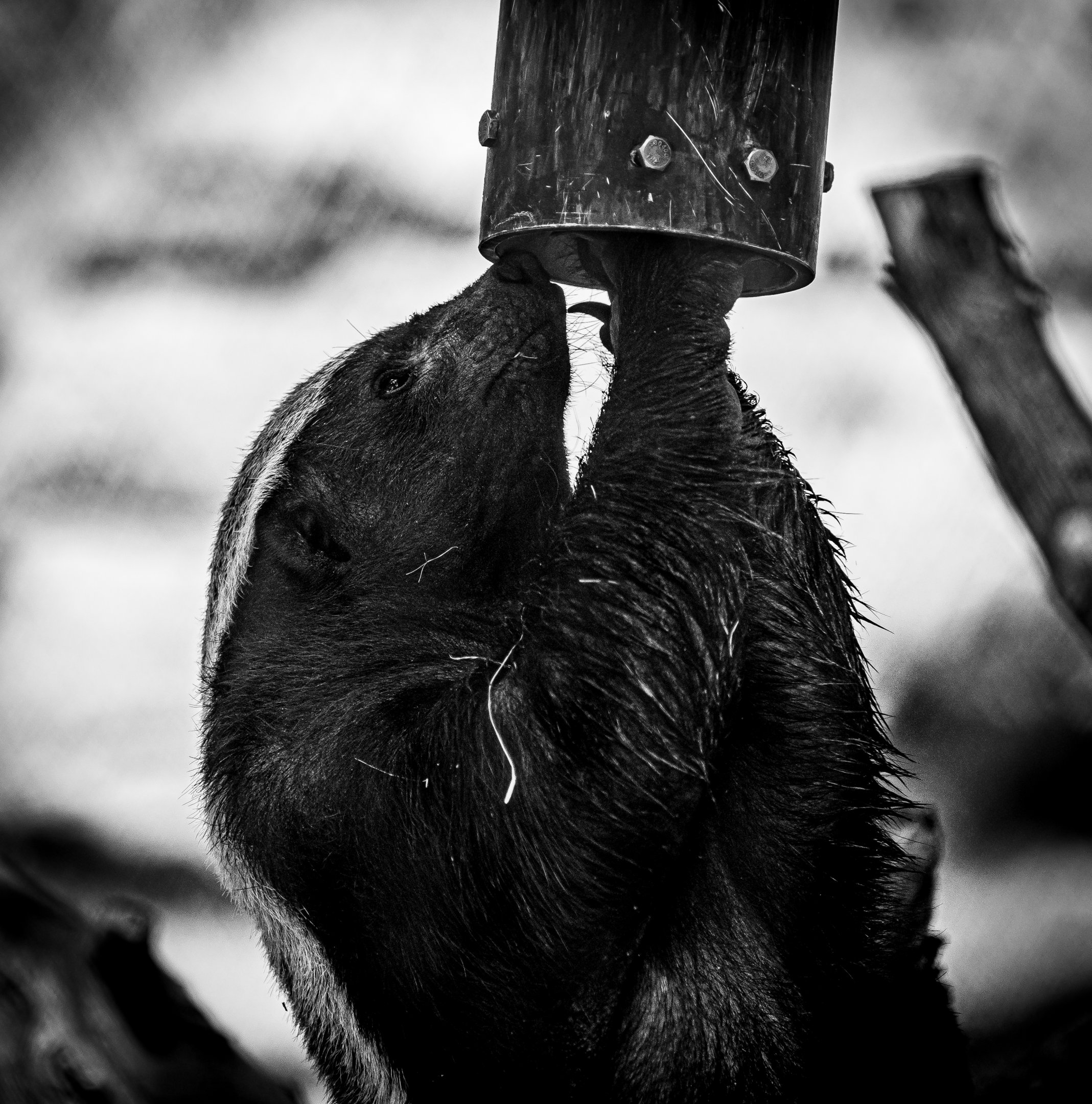 Ratel aka Honey Badger