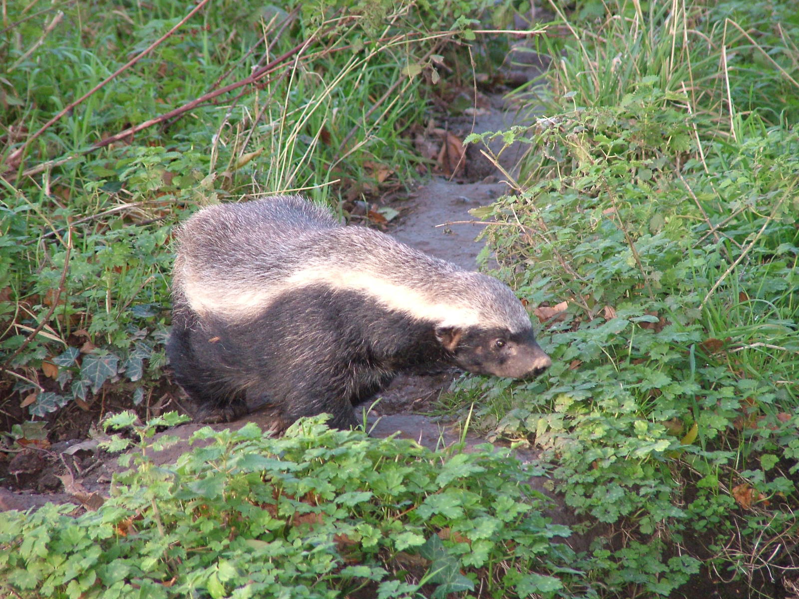 Ratel at Howletts 26/11/09