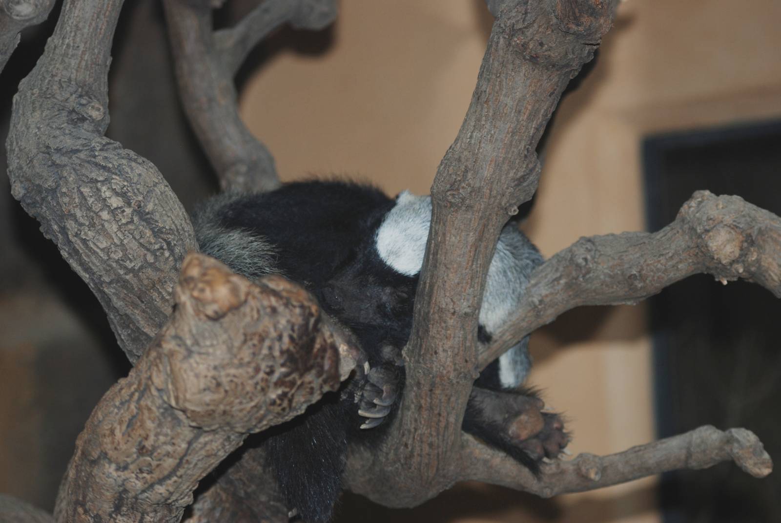 Ratel at Prague, 25/08/12