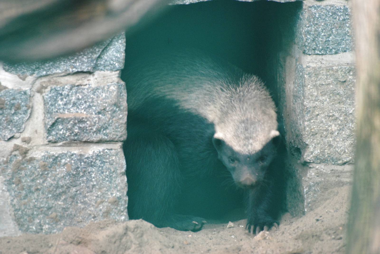 Ratel at Tierpark Berlin, 01/09/11