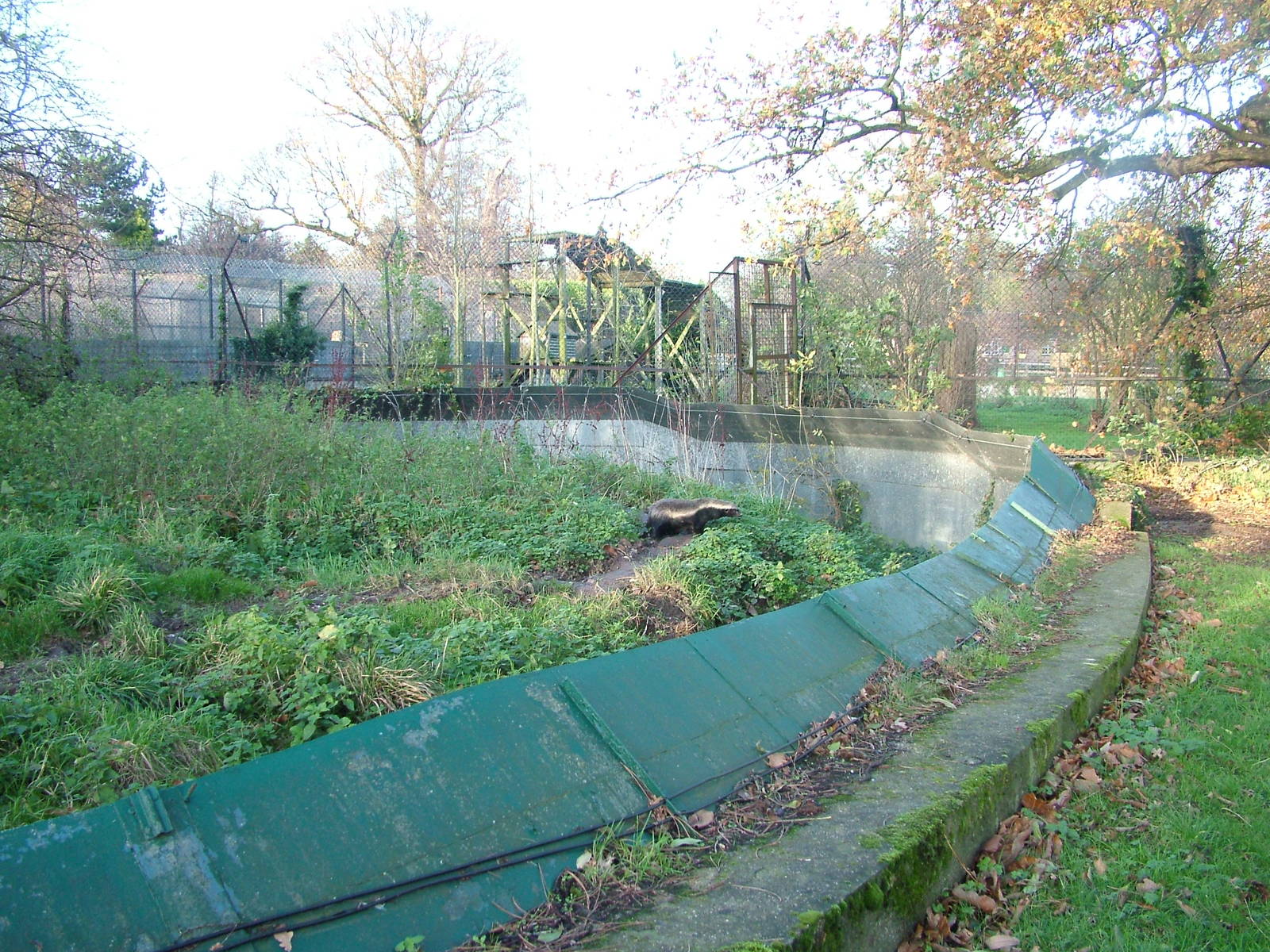 Ratel exhibit at Howletts 26/11/09