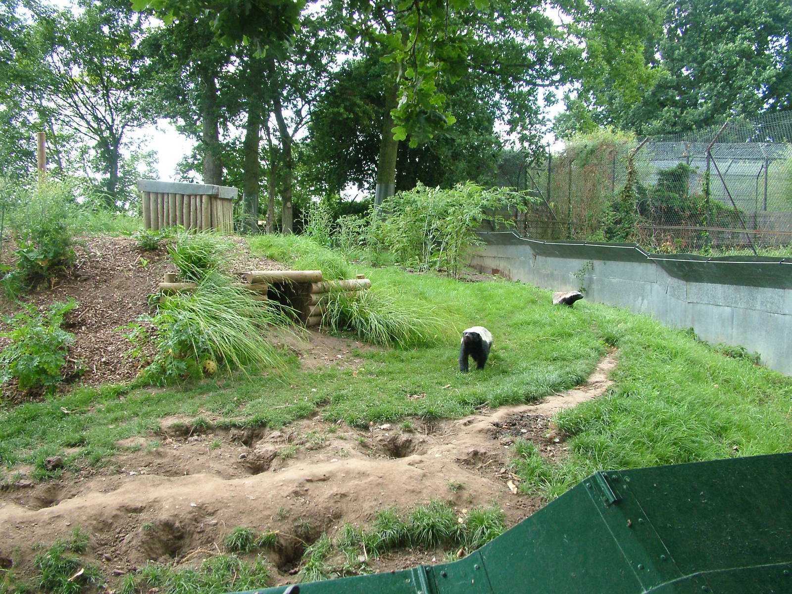 Ratel exhibit at Howletts, 31/07/10