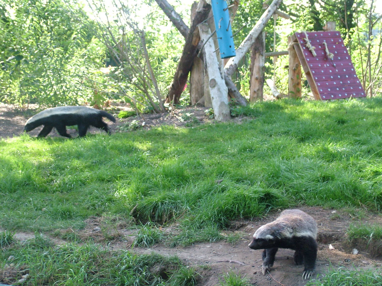Ratel exhibit at Howletts, 31/07/10