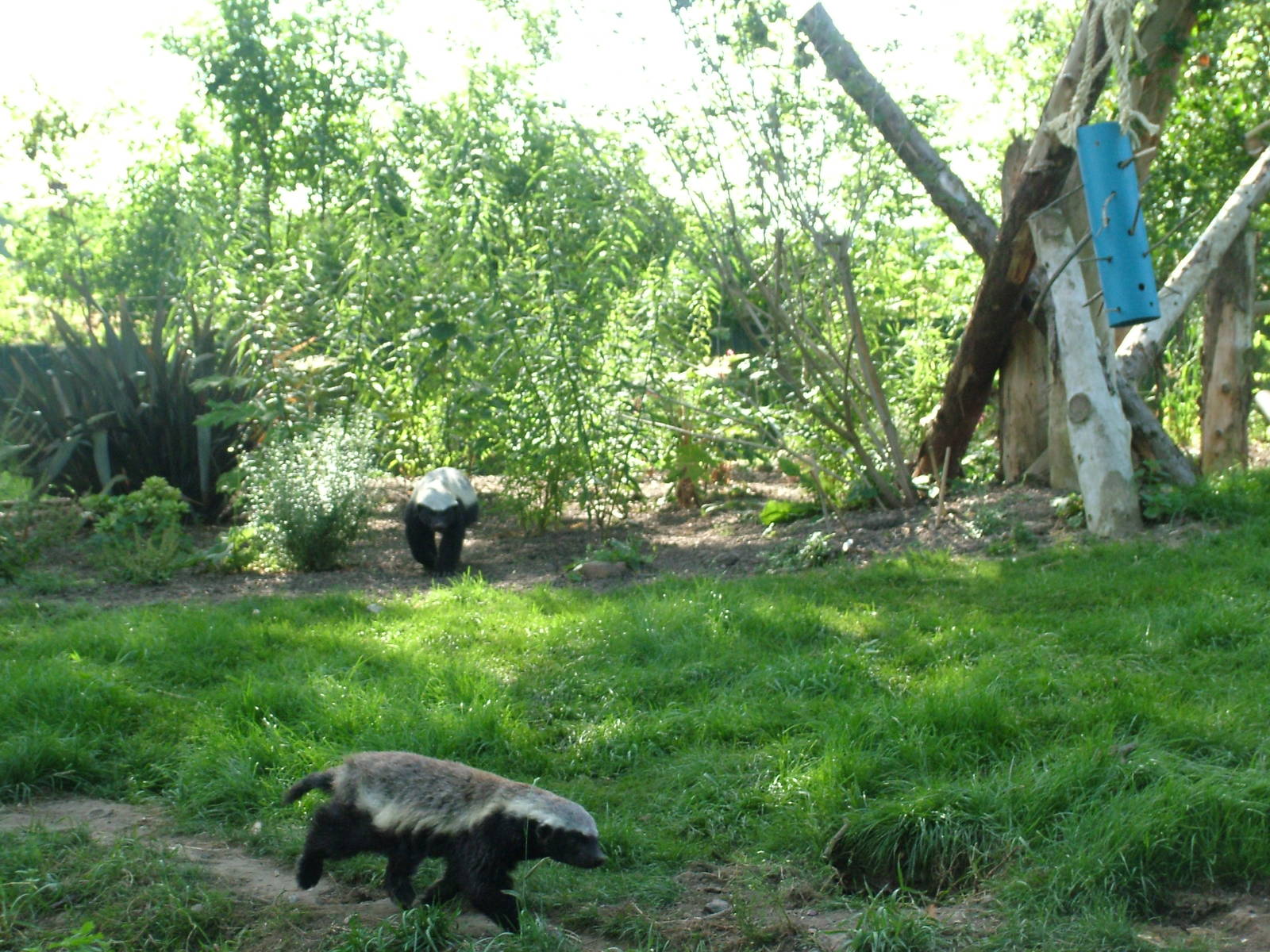Ratel exhibit at Howletts, 31/07/10