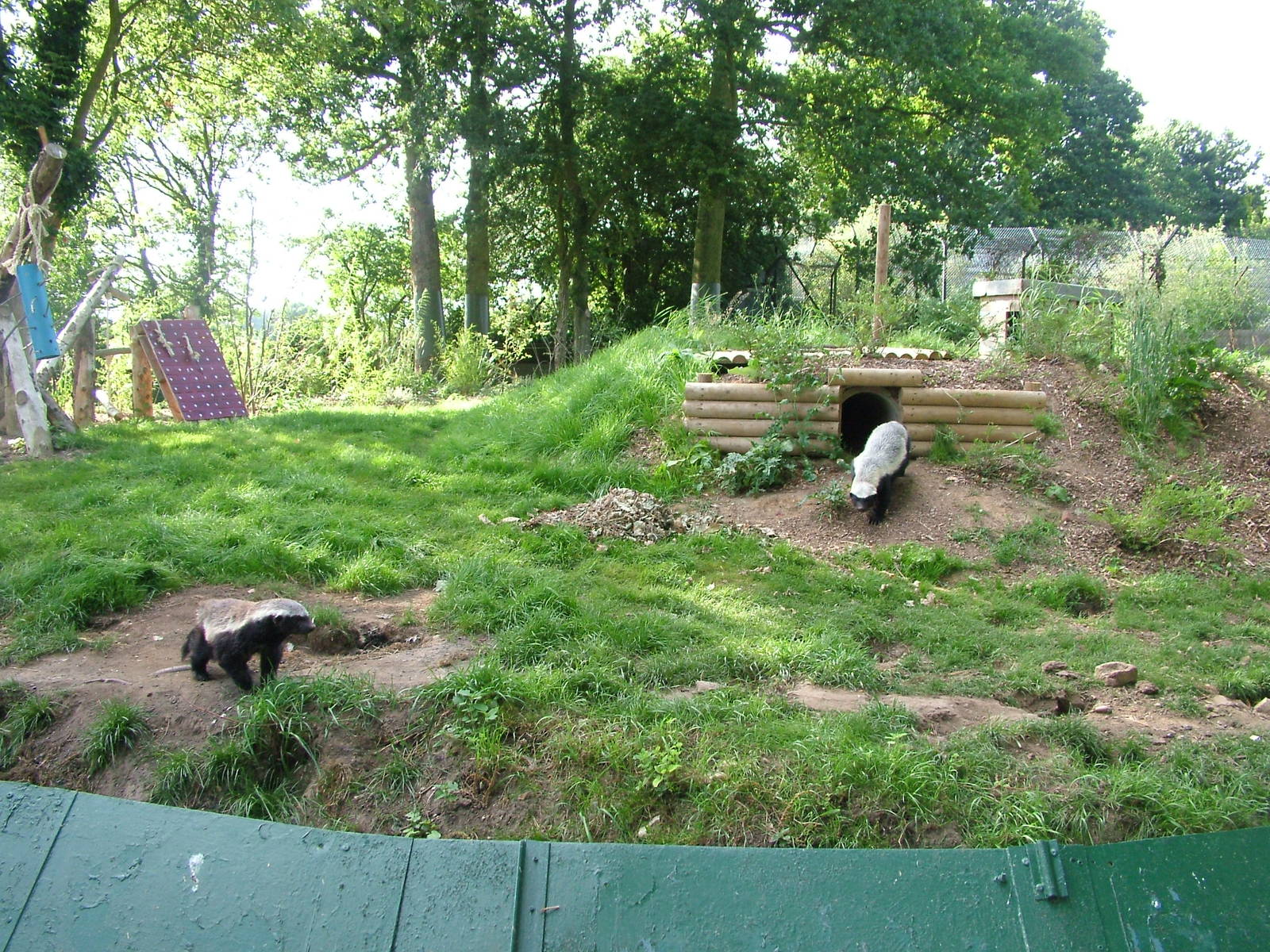 Ratel exhibit at Howletts, 31/07/10