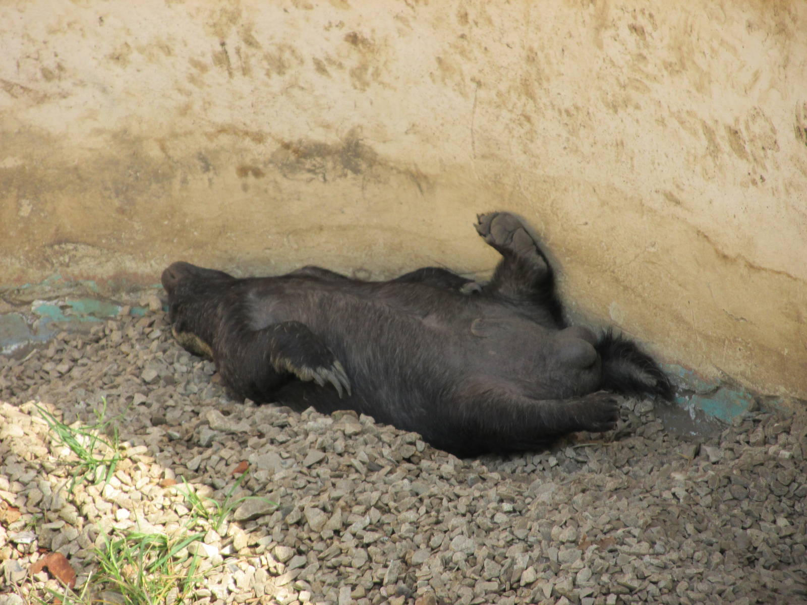 Ratel Havana Zoo