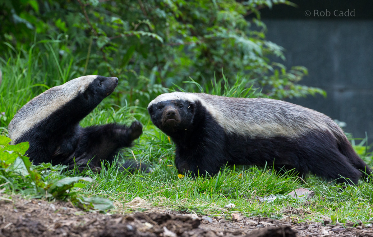 Ratel / honey badger : Howletts : 06 May 2017