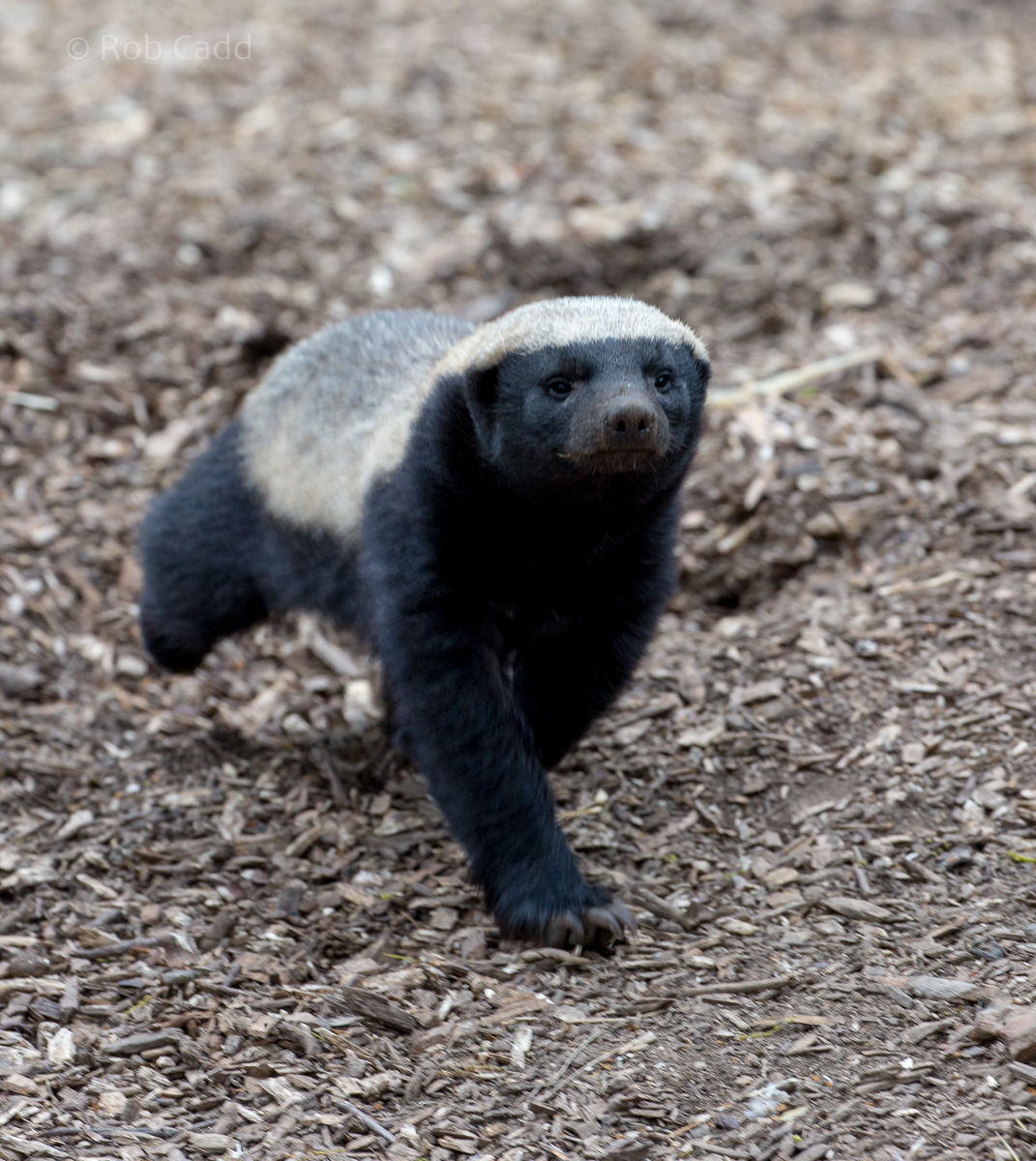 Ratel / honey badger : Howletts : 06 May 2017