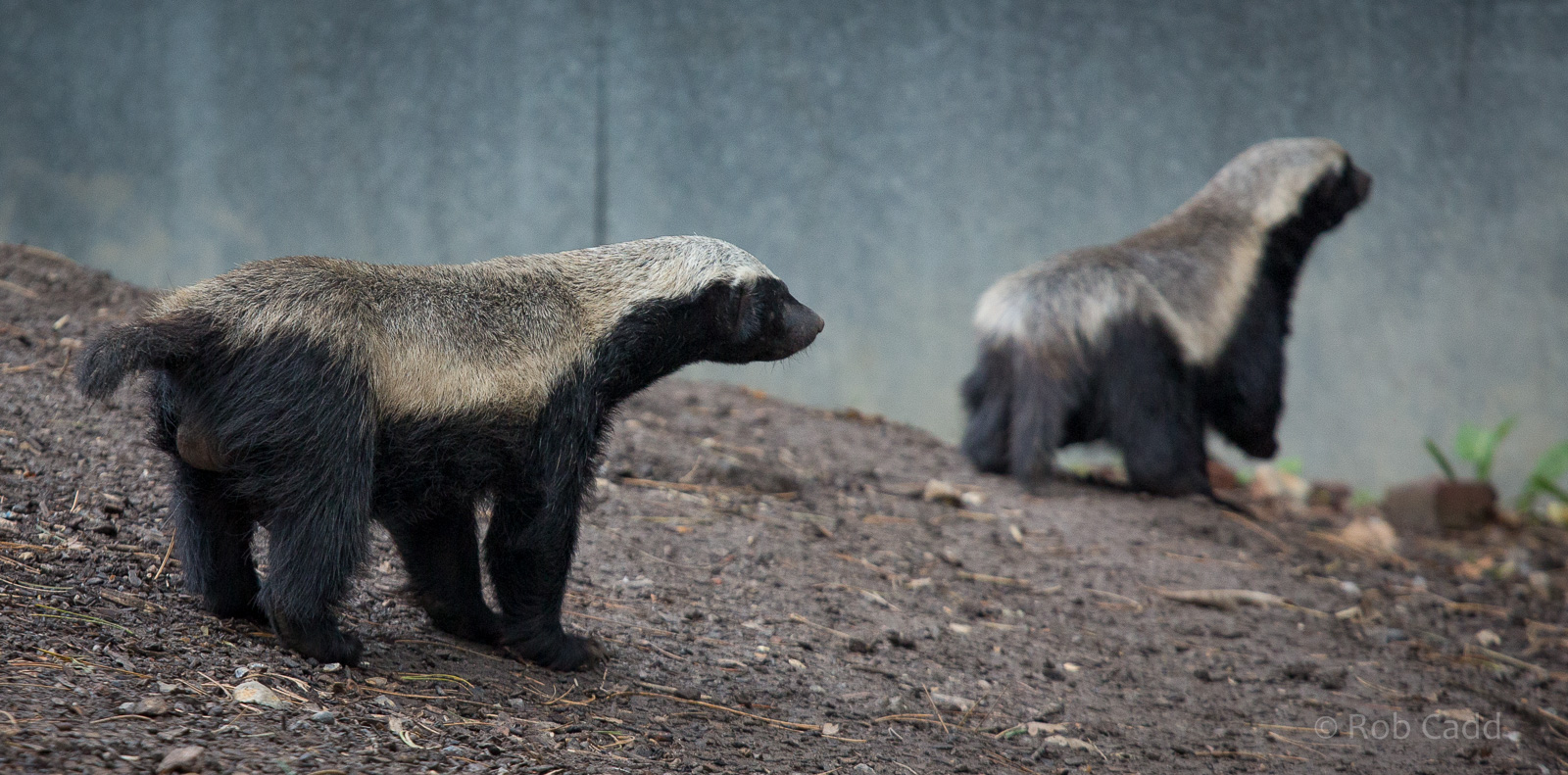 Ratel / honey badger : Howletts : 14 Oct 2014