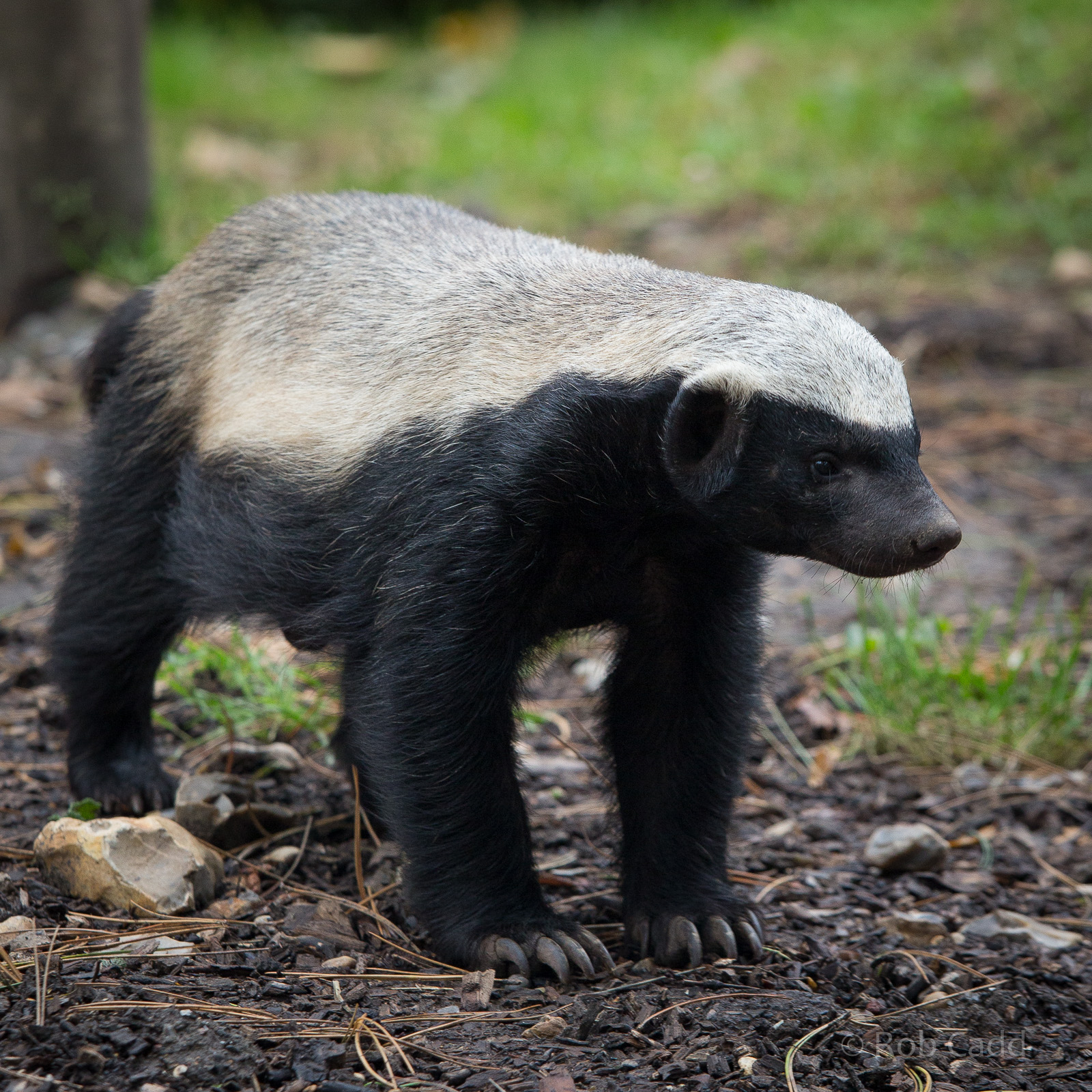 Ratel / honey badger : Howletts : 14 Oct 2014