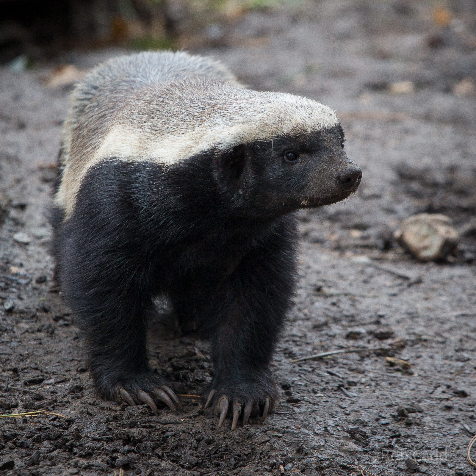Ratel / honey badger : Howletts : 14 Oct 2014
