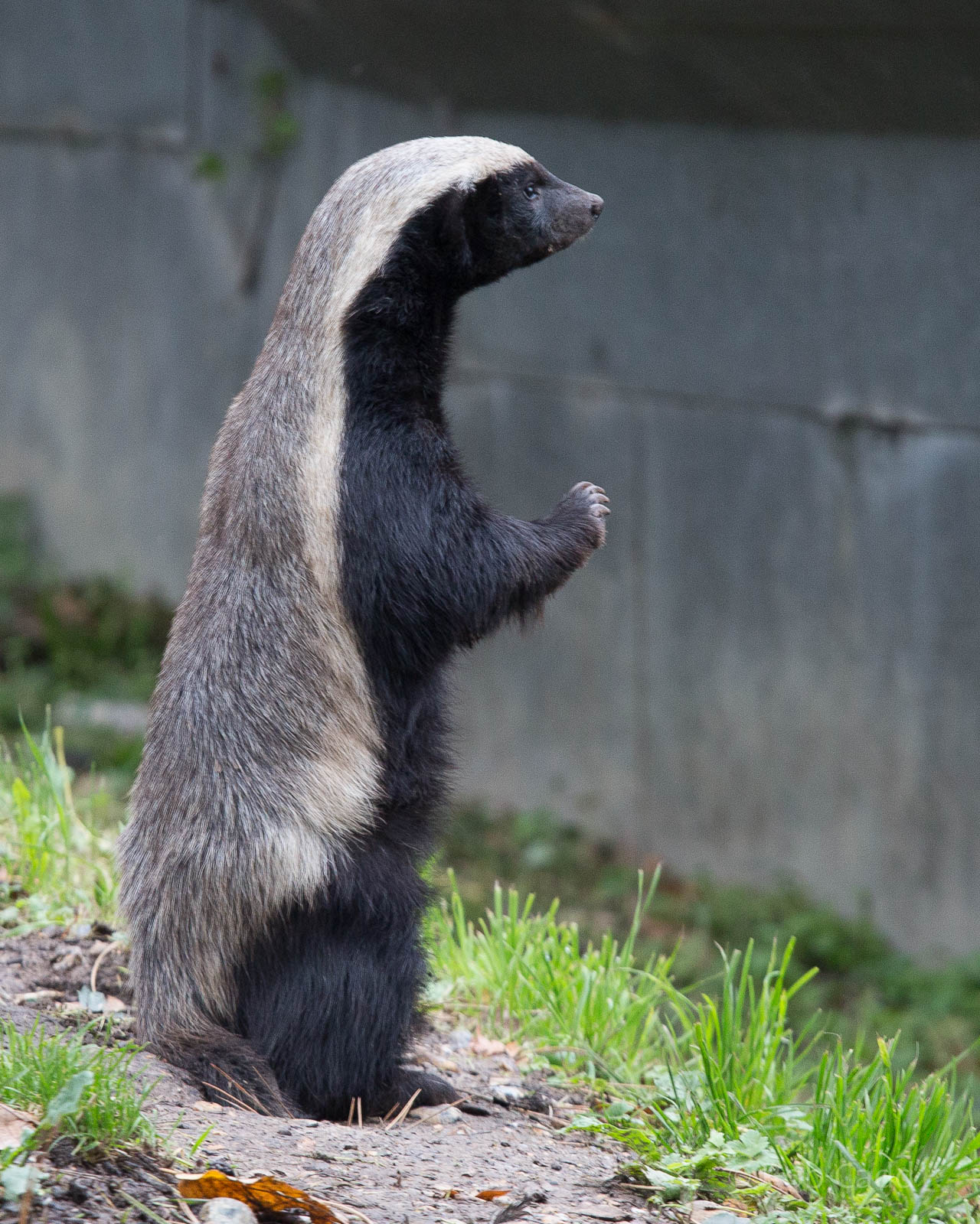 Ratel / honey badger : Howletts : 14 Oct 2014