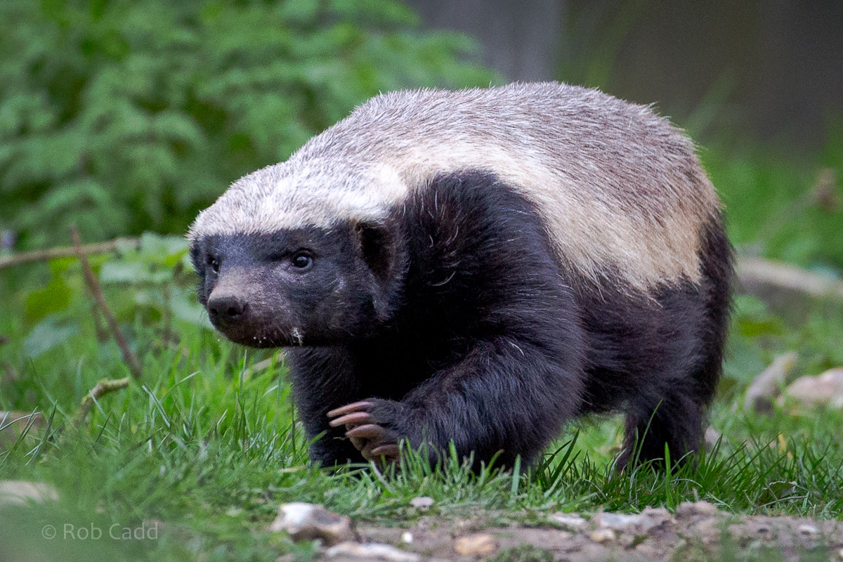 Ratel / honey badger : Howletts : 30 Mar 2015