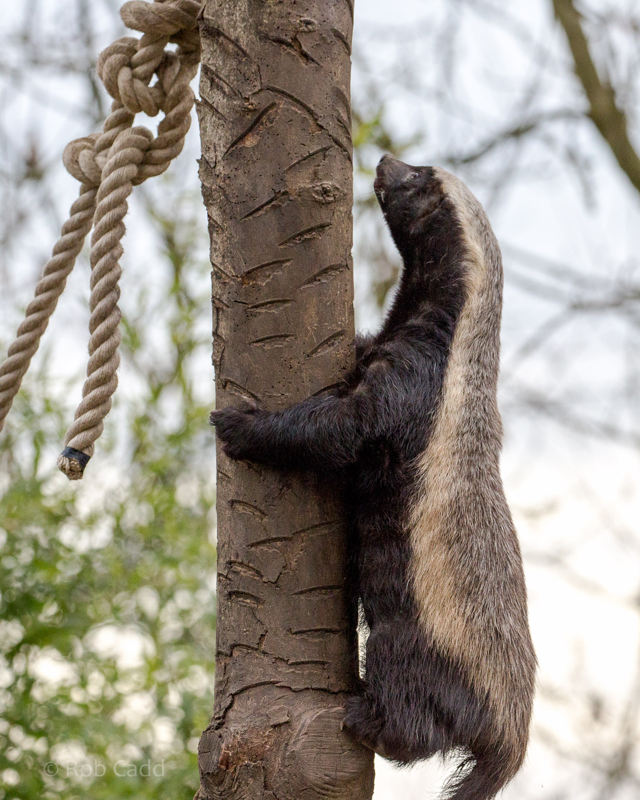 Ratel / honey badger : Howletts : 30 Mar 2015