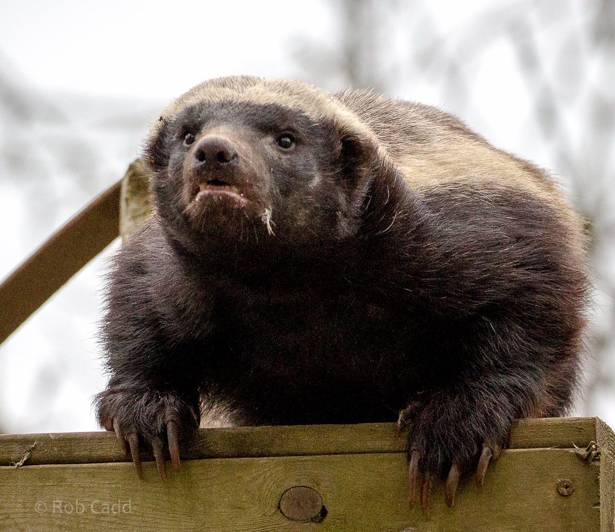 Ratel / honey badger : Howletts : 30 Mar 2015