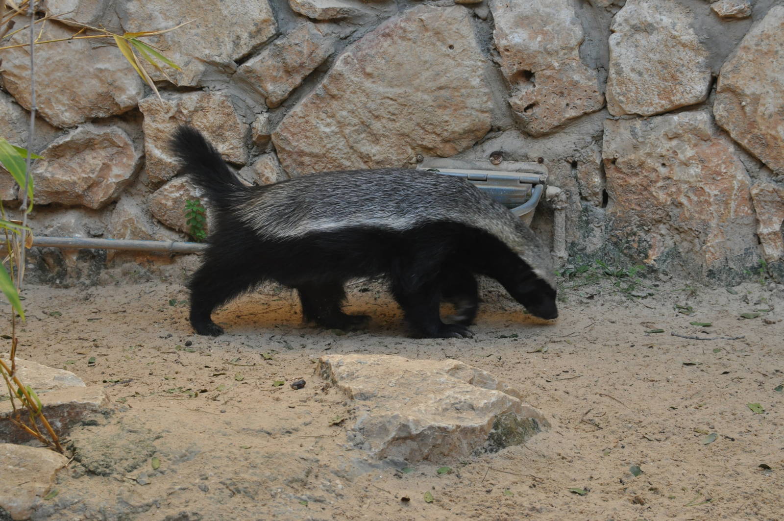 Ratel/ Mellivora capensis
