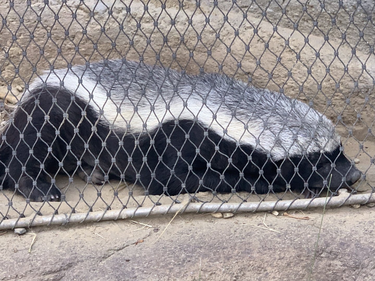 Ratel (Mellivora capensis)