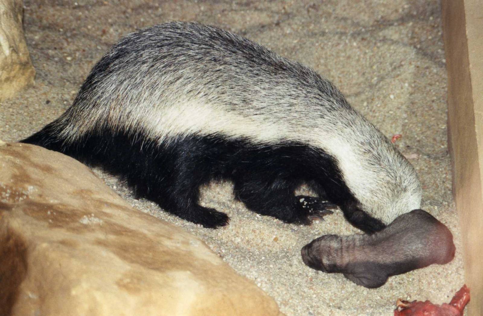 Ratel mother with Young