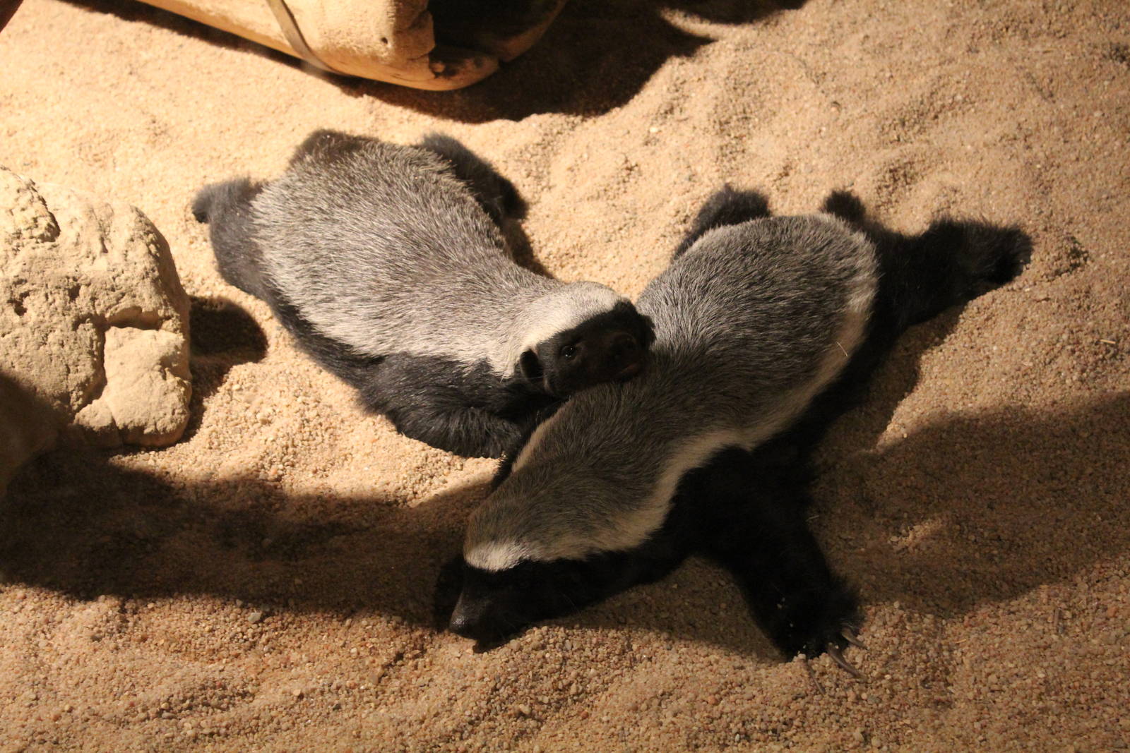 Ratel - Prague Zoo, July 2013