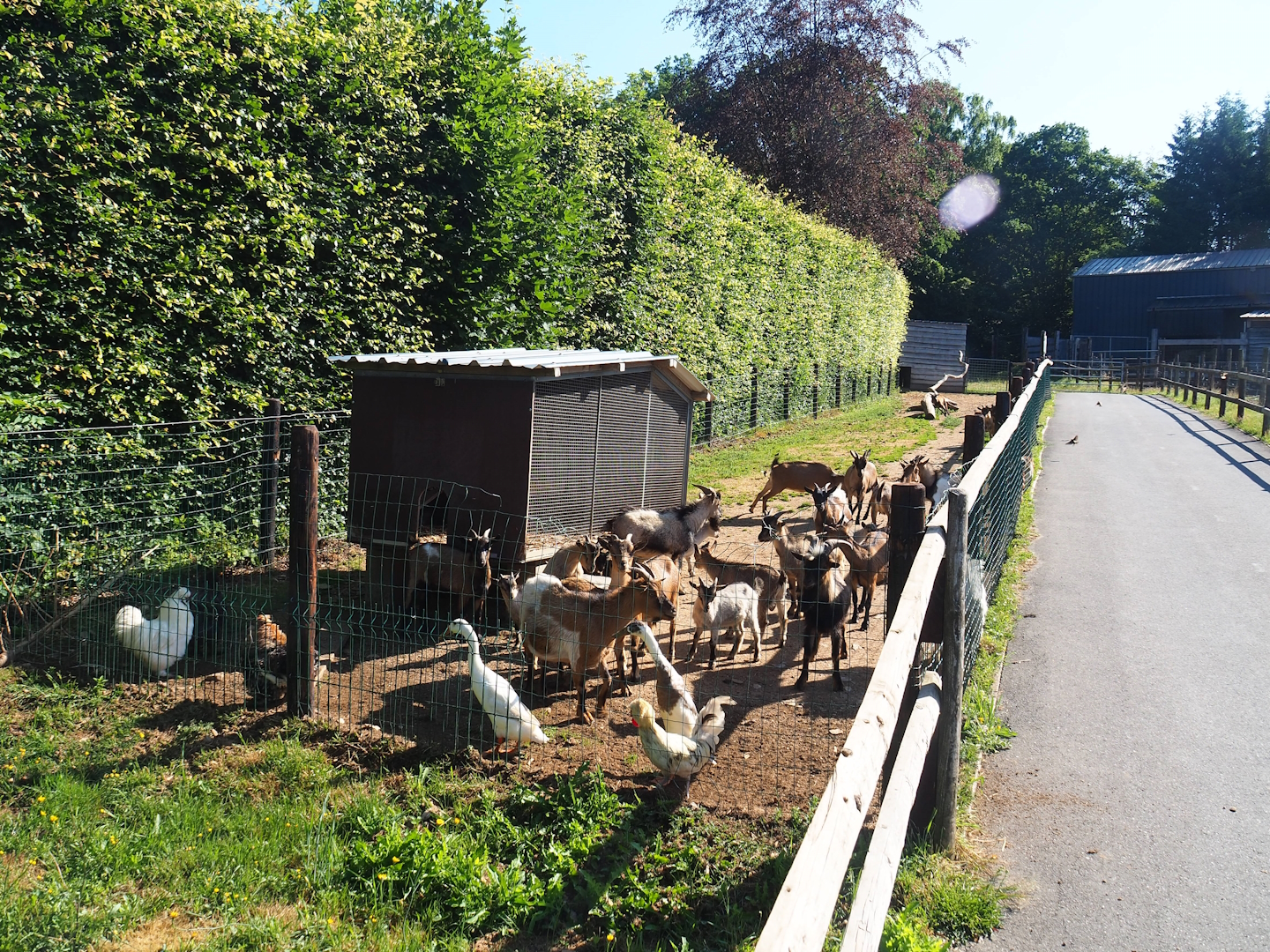 Rather crowded Domestic goat, Domestic chicken and Indian runner duck paddock, 2023-06-24