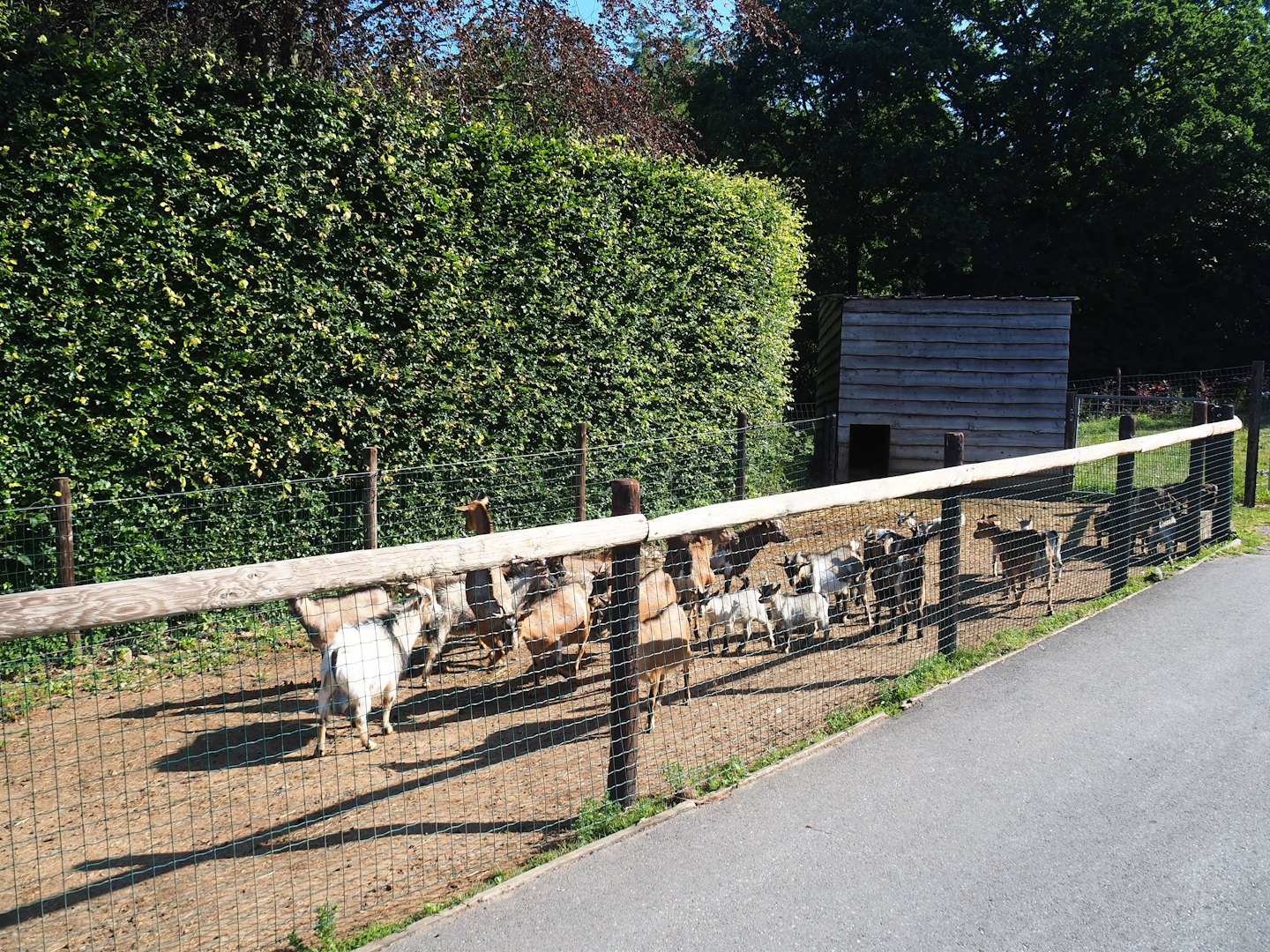 Rather crowded Domestic goat, Domestic chicken and Indian runner duck paddock, 2023-06-24