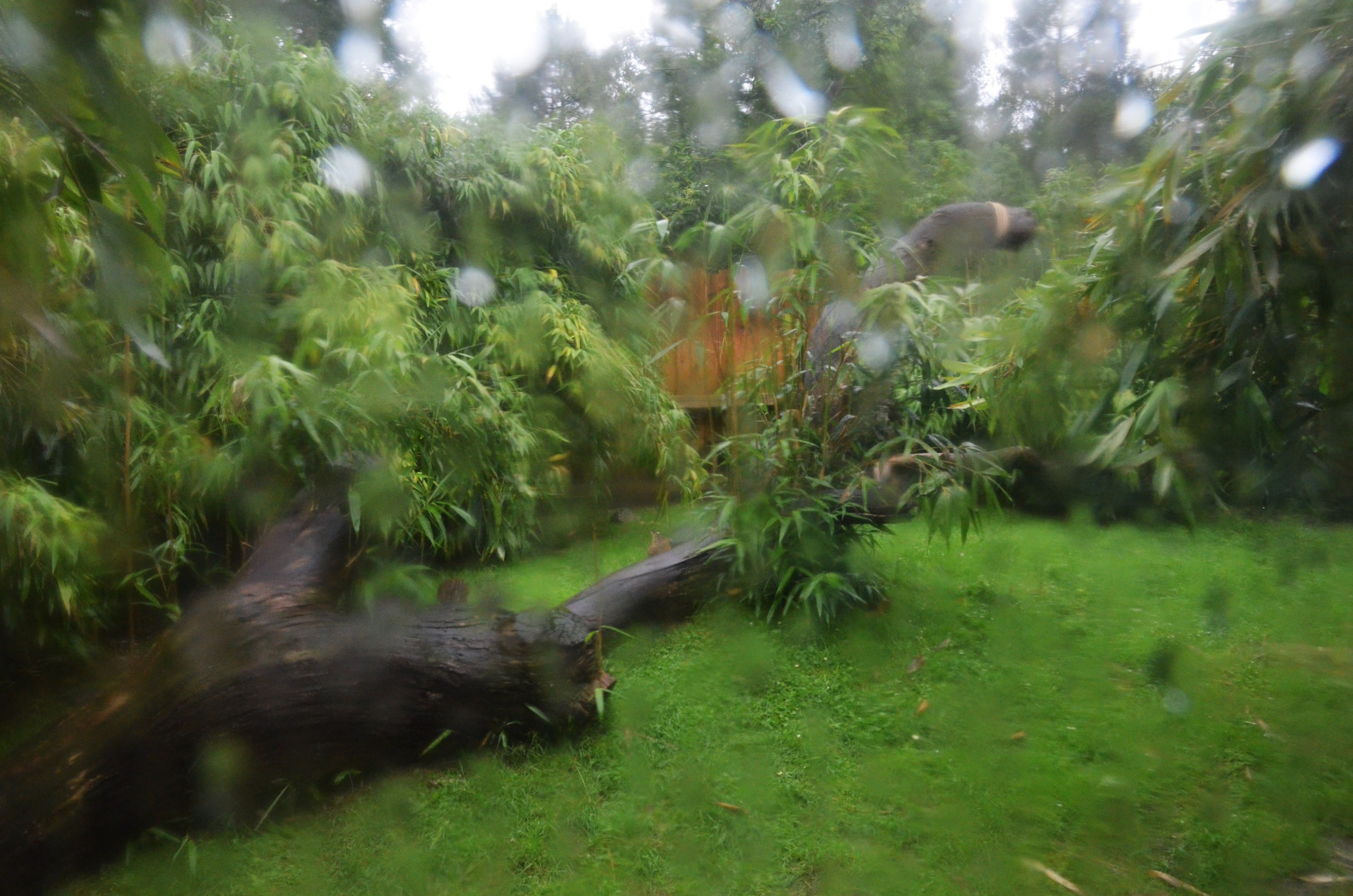 Rather Damp Serval Enclosure at La Flèche, 11/06/18