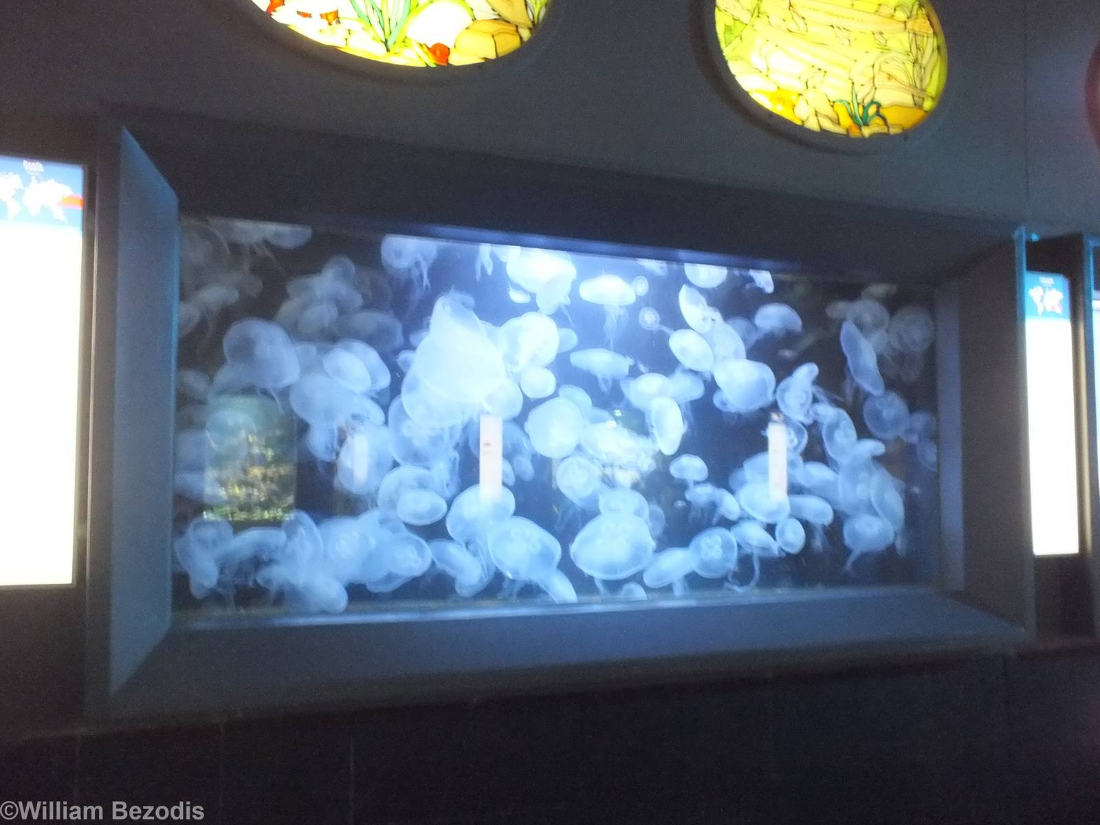 Rather Full tank of Moon Jellies