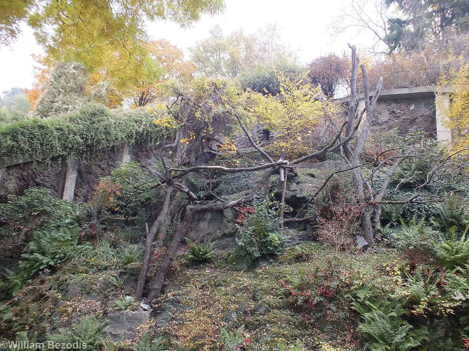 Rather Nice Red Panda Exhibit