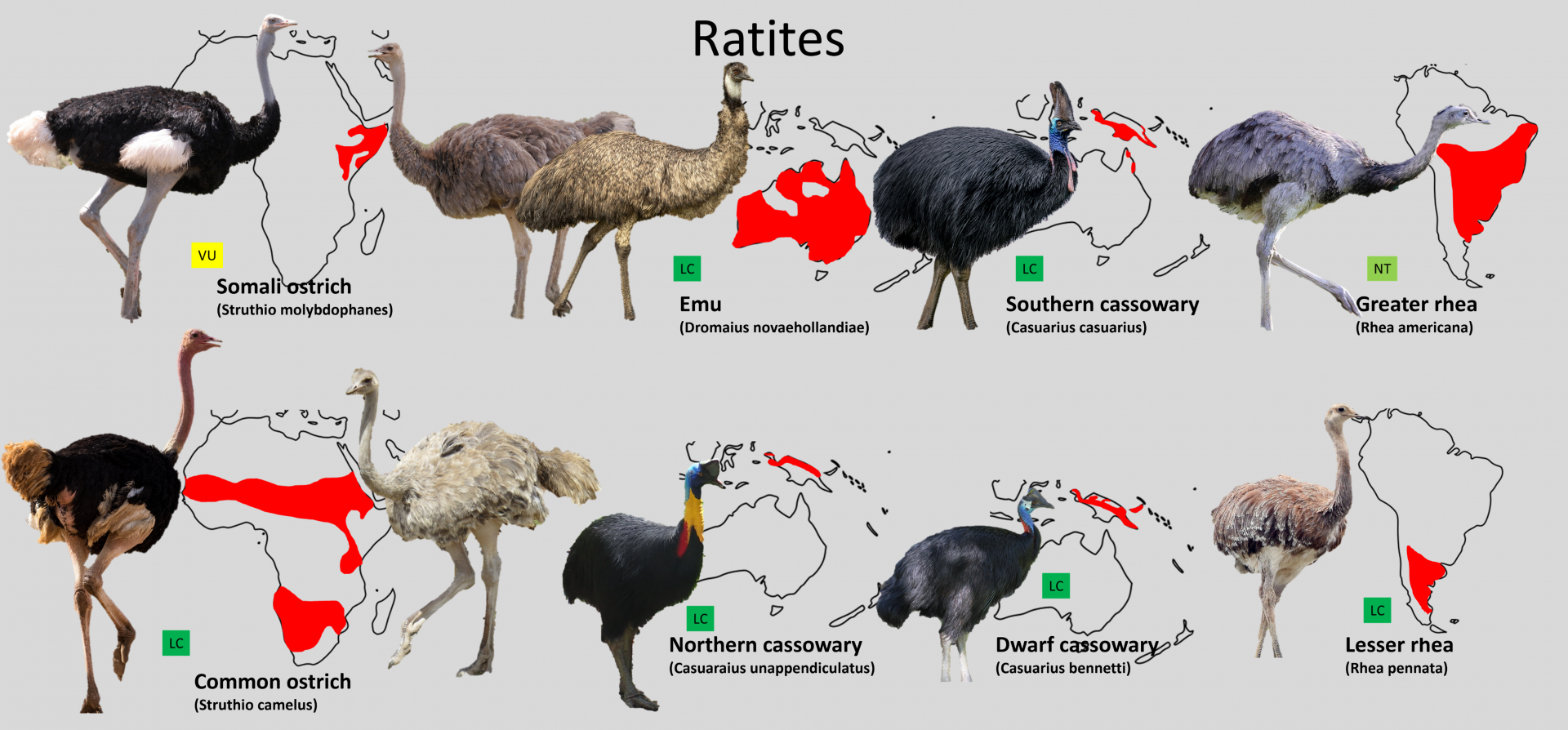 Ratite distribution maps