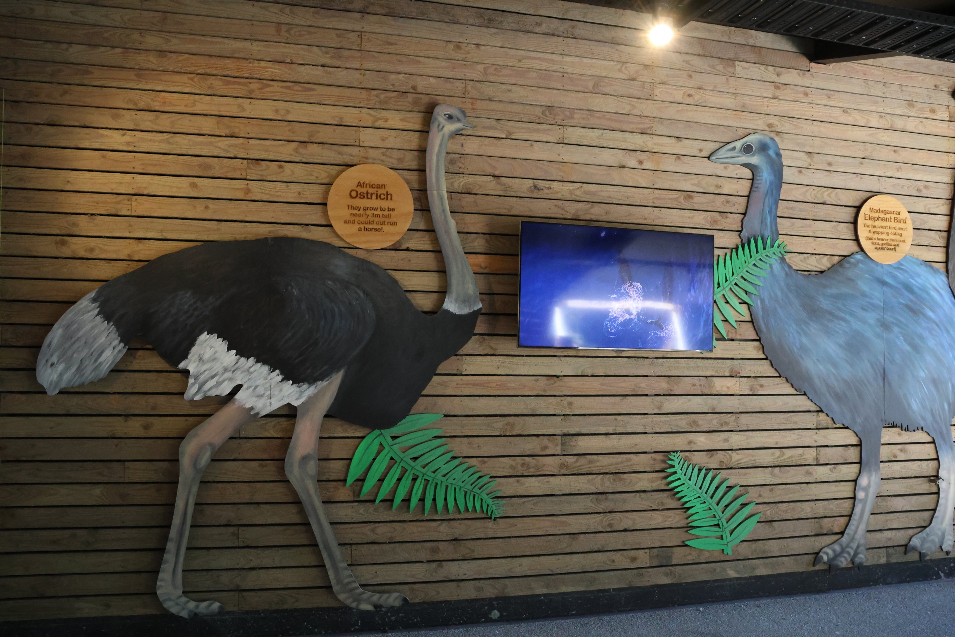 Ratite height signage