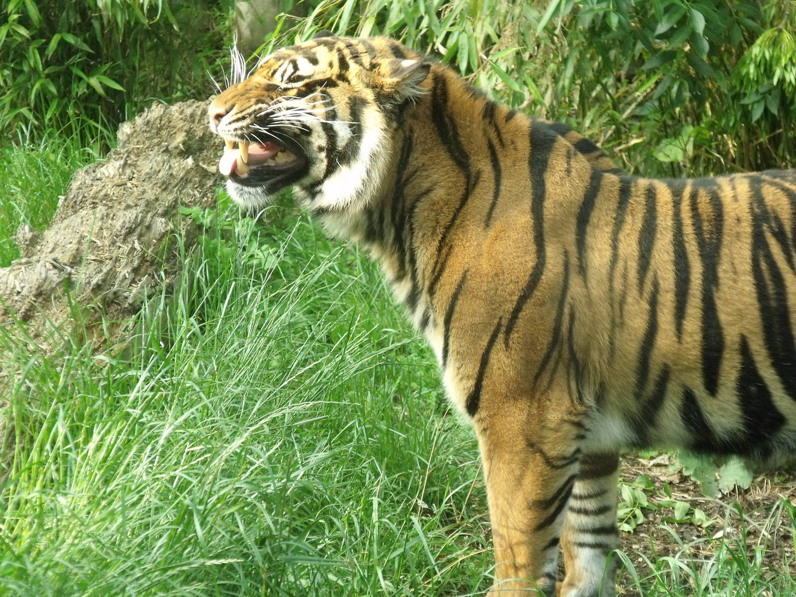 Ratna Sumatran Tiger