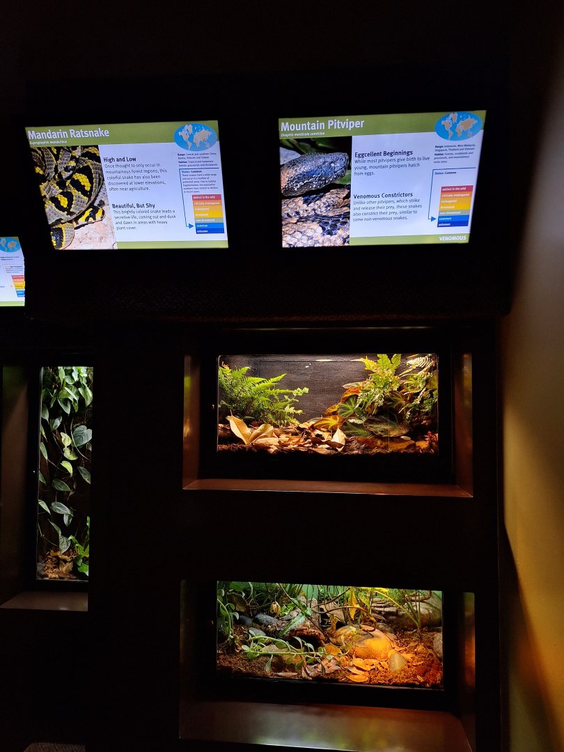 Ratsnake and mountain pitviper enclosures