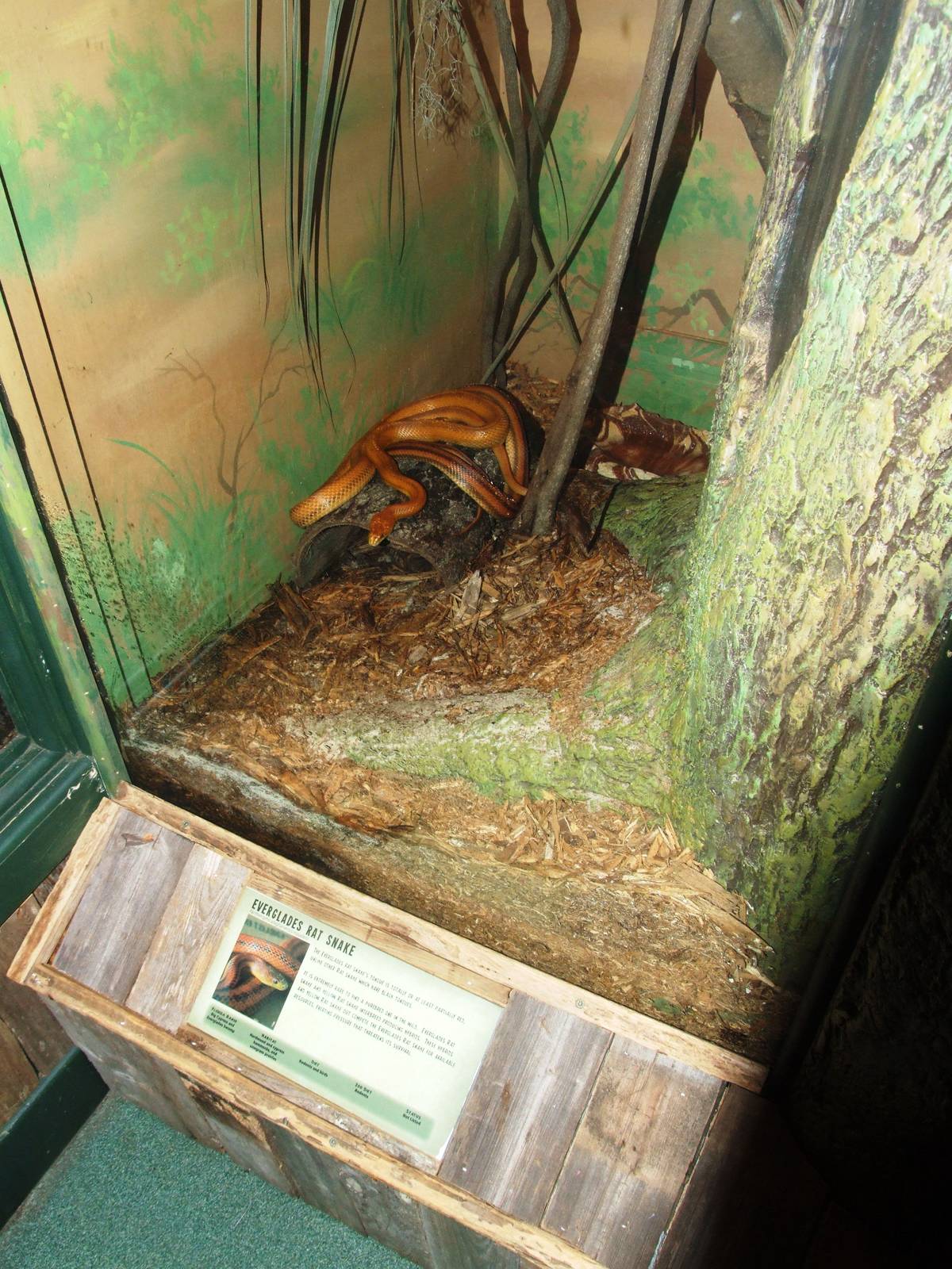 Ratsnake Enclosure at Jacksonville, 10/10/13