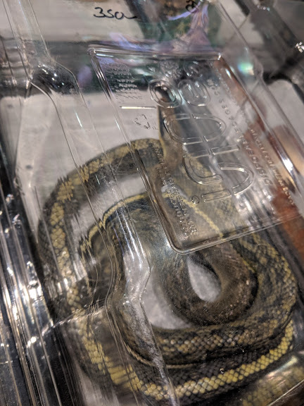 Ratsnake ID?