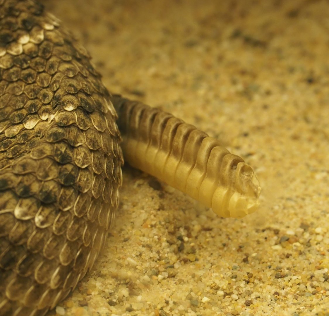 Rattle of the Western diamondback rattlesnake (Crotalus atrox), 2019-04-20